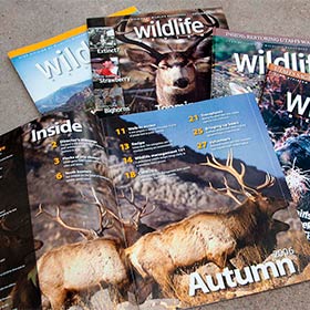 Wildlife Review