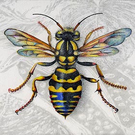 Illustrations
